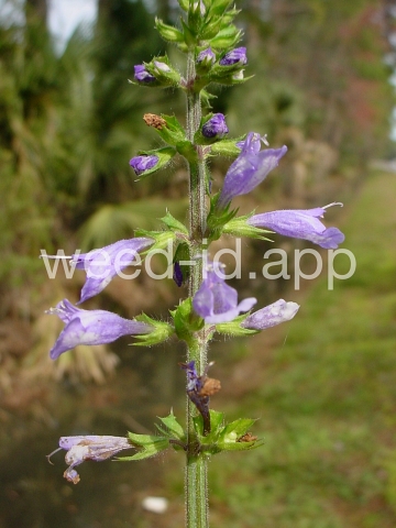 sage, lyreleaf